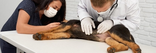 Инструкции по лечению болезни Кушинга у собак