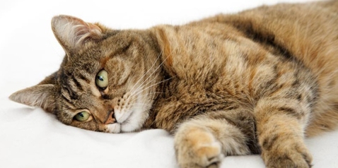 Симптомы ХПН у кошек