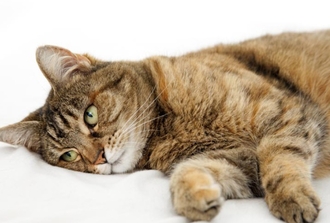 Симптомы ХПН у кошек