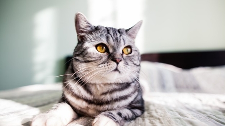 ХПН у кошек