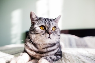 ХПН у кошек