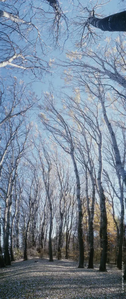 Натюрморт А. Паламарь. Тирасполь