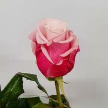 фото розы леди рафаэла