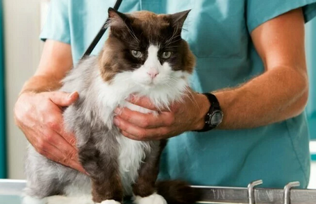 Лечение хронической почечной недостаточности у кошек