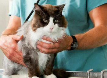 Лечение хронической почечной недостаточности у кошек