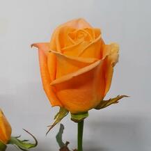 фото розы кашмир