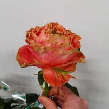 фото розы луиза