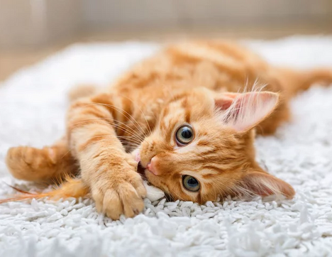 Признаки лишая у кошек