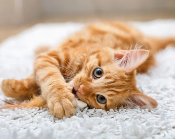 Признаки лишая у кошек