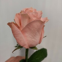 фото розы саида
