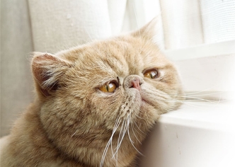 Сравнение препарата Ипакитине с аналогами для лечения ХБП почек 