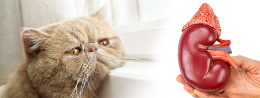 Какие препараты по ХБП наиболее эффективны