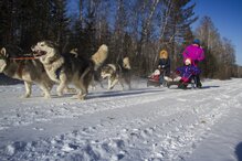 катание на собачьих упряжках Байкал dog sledding Baikal