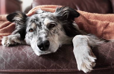Ипакитине действие и совместимость препарата
