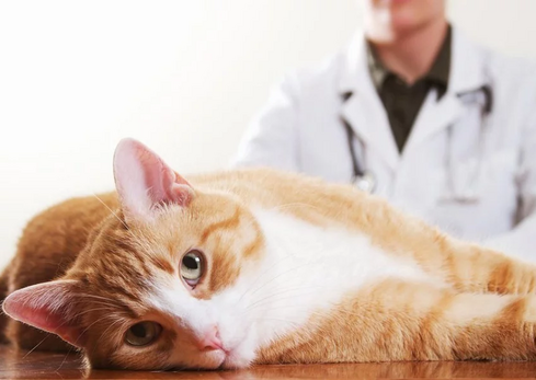 Ипакитине - для лечения ХПН у кошек