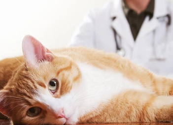 Ипакитине - для лечения ХПН у кошек