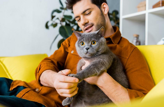 Лечение почек у кошек