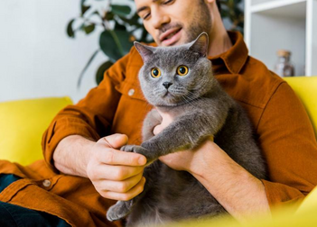 Лечение хронической почечной недостаточности у кошек