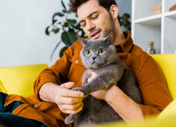 Лечение почек у кошек