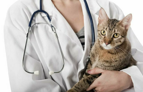 Лечение хронической почечной недостаточности у кошек