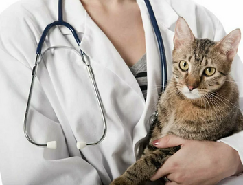 Лечение хронической почечной недостаточности у кошек