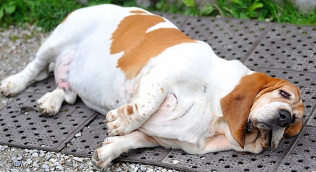 Как избавиться от Иценко – Кушинга: чем отличается медикаментозная терапия, инструкция