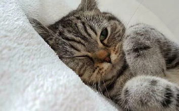 Ипакитине - для лечения ХПН у кошек