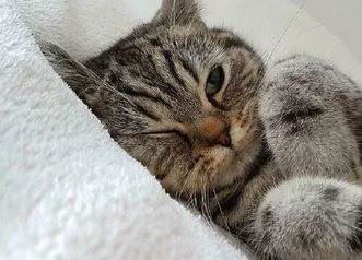 Стадии ХПН у кошек