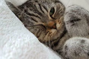 Ипакитине - для лечения ХПН у кошек