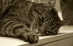 Болезни почек у кошки: Пронефра для лечения хронической почечной недостаточности на разных стадиях