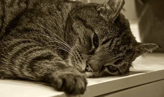 Болезни почек у кошки: Пронефра для лечения хронической почечной недостаточности на разных стадиях