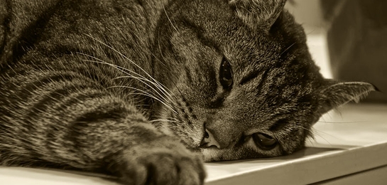 Сколько стадий хронической болезни почек у кошек бывает и их лечение