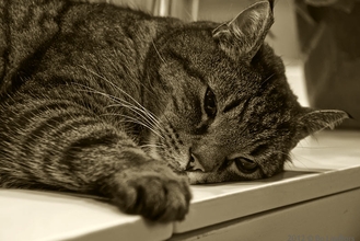 Сколько стадий хронической болезни почек у кошек бывает и их лечение