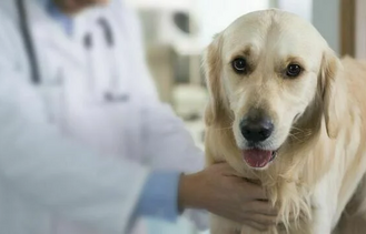 Что такое ХПН у собак