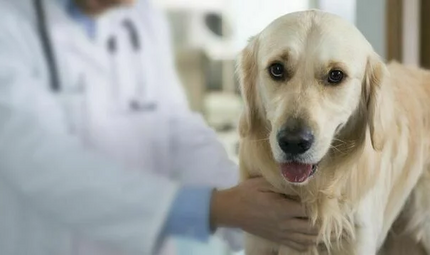 Лечение хронической почечной недостаточности у собак