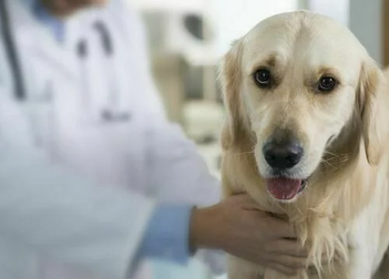 Что такое ХПН у собак