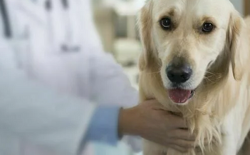 Лечение хронической почечной недостаточности у собак