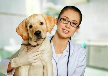 Ипакитине - для лечения ХПН у собак