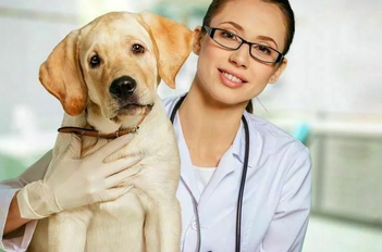 Ипакитине - для лечения ХПН у собак