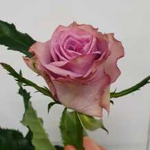 фото розы Найтингейл