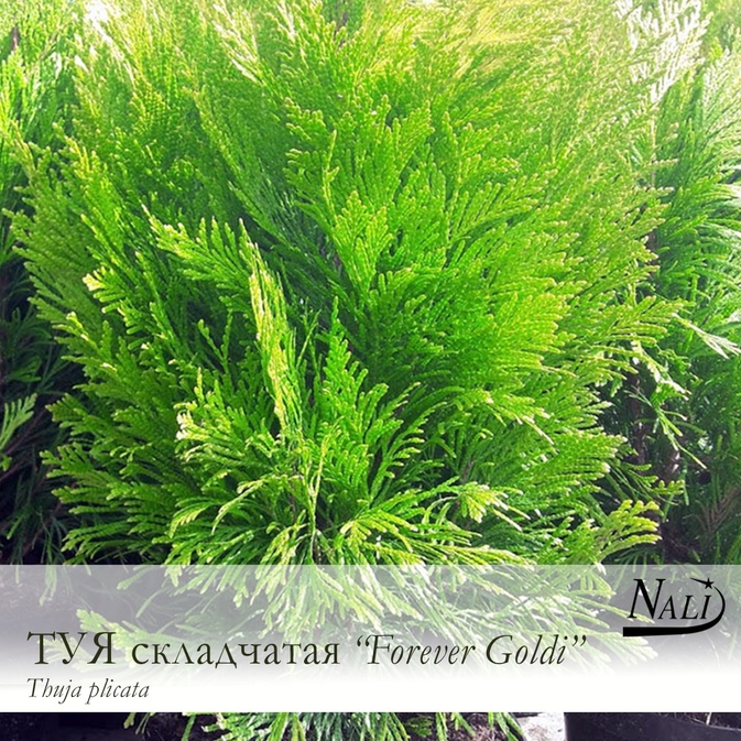 Туя Складчатая Голди Фото