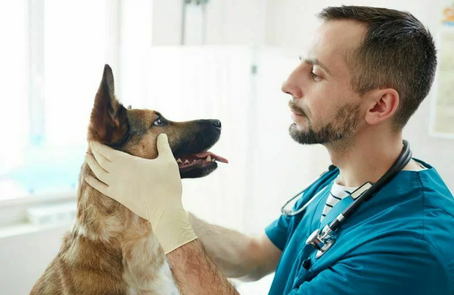 Лечение хронической почечной недостаточности у собак