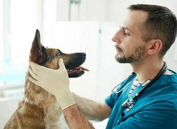 ХПН у собак - хроническая почечная недостаточность