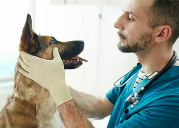 Лечение хронической почечной недостаточности у собак