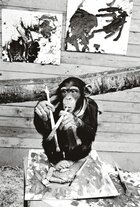 Шимпанзе Питер, Пьер Брассо