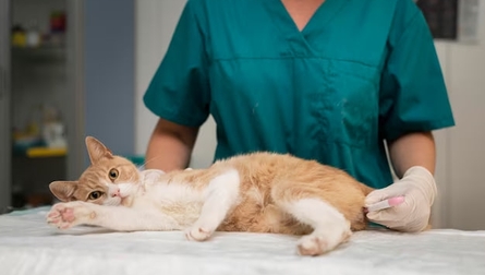 Лечение ХПН у кошек препаратом Ипакитине