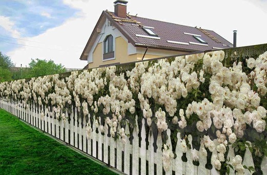 Фотосетка с повторяющим рисунком (забор и белая роза)