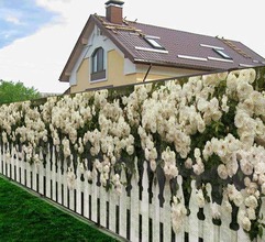 Фотосетка с повторяющим рисунком (забор и белые розы)