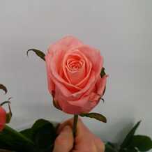 фото розы карина