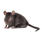 Черная крыса фото